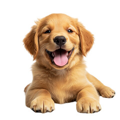Obraz premium Happy Golden Retriever Puppy. (1)