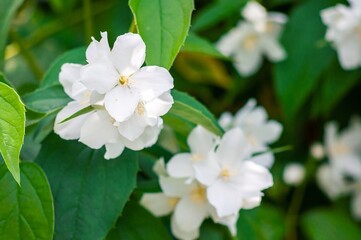 Close-up captures the exquisite beauty of white mock orange blossoms surrounded by green leaves.