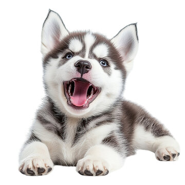 Happy Husky Puppy Studio Shot.