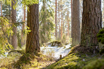beautiful forest scenery with moss and snow during spring.