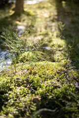 close up of mossy forest floor with warm sunlight