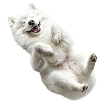 Happy Samoyed dog playing on back.