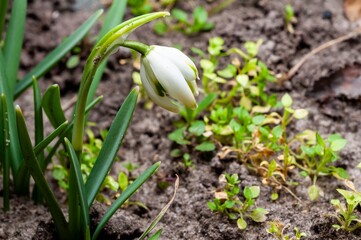 A snowdrop blossom gently bows its head, signaling the arrival of spring in the garden.