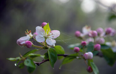 Beautiful delicate flowers have blossomed on the fruit trees.