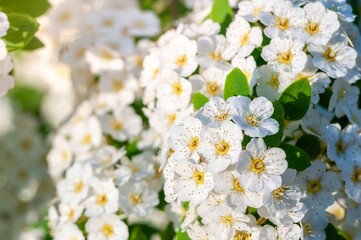 Abundant spiraea blossoms in spring offer a delicate display of pure white flowers.