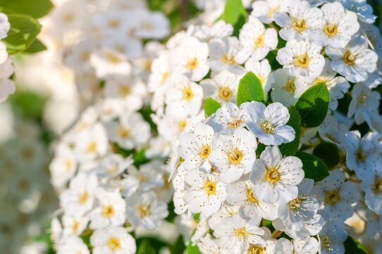 Abundant spiraea blossoms in spring offer a delicate display of pure white flowers. - Powered by Adobe