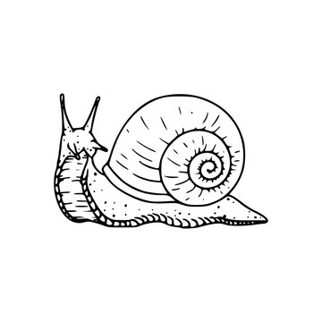 recommend clip art: detailed drawing of snail