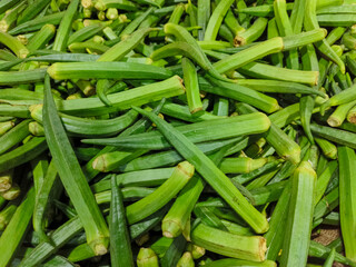 fresh Okra, Baamya (Syriac), Abelmoschus esculentus, lady's fingers, ladies finger is a flowering plant in the mallow family native to East Africa. fresh okra, green okra, ladyfingers. organic foods.