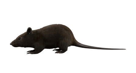 wild rat isolated on white