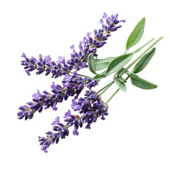 A Sprig of Lavender with Delicate Purple Flowers Isolated on Transparent Background