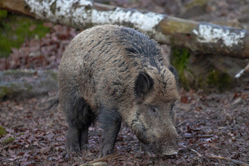 wild boar looking for food on the ground in the forest. wild boar up close