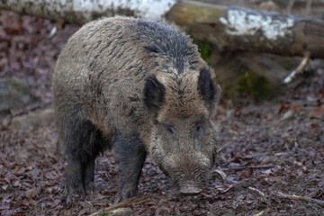 wild boar looking for food on the ground in the forest. wild boar up close