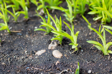 A cluster of numerous small green plants is growing out of the soil