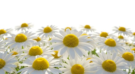 Fototapeta premium Sunlit Daisy Dreams AI Generated