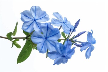 Fototapeta premium Delicate blue flowers bloom on a slender branch against a bright white background