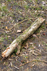 A tree branch is currently resting on the ground amidst the grass