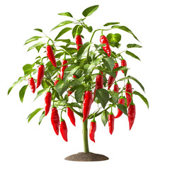 A 3D Chili Pepper Plant with Vibrant Red Peppers Isolated on Transparent Background