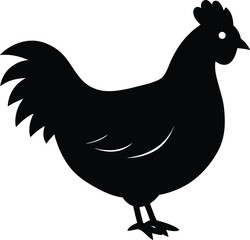chicken vector illustration