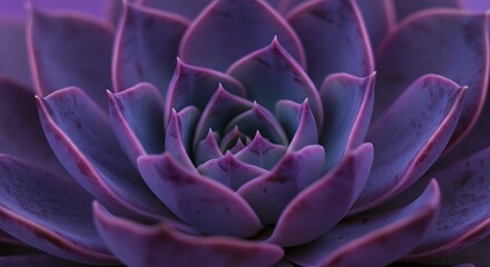 Purple Majesty: Succulent Symphony AI Generated
