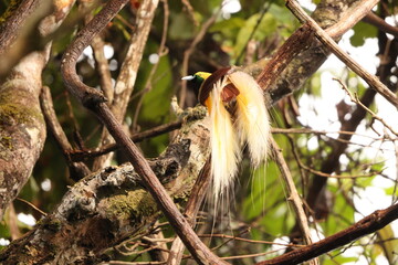The lesser bird-of-paradise (Paradisaea minor) is a bird-of-paradise in the genus Paradisaea. This...