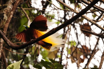 The lesser bird-of-paradise (Paradisaea minor) is a bird-of-paradise in the genus Paradisaea. This...
