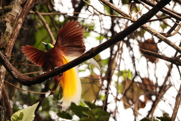 The lesser bird-of-paradise (Paradisaea minor) is a bird-of-paradise in the genus Paradisaea. This photo was taken in west Papua, Indonesia.