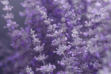 Naklejka premium Beautiful lavender flowers with soft purple hues in a serene garden setting at dusk
