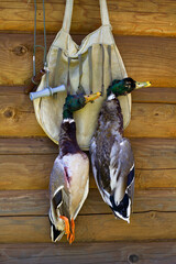 a hunting bag and two tethered mallard drakes