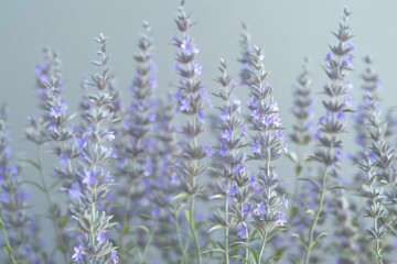 Obraz premium Lavender flowers blooming in a serene garden setting during a quiet afternoon in springtime