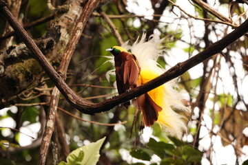 The lesser bird-of-paradise (Paradisaea minor) is a bird-of-paradise in the genus Paradisaea. This photo was taken in west Papua, Indonesia.