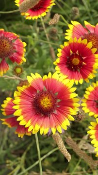 Gaillardia pulchella (gaillarde jolie), fleurs vivaces
