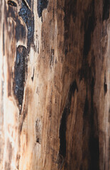 texture of tree bark background