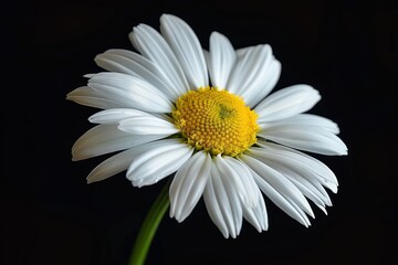 Close-up of a daisy highlighting detailed petals and a vibrant yellow center on a dark backdrop