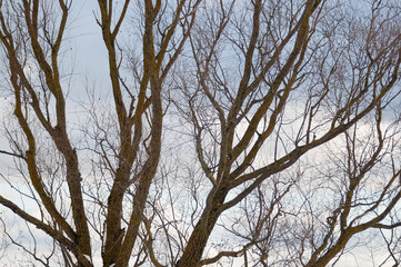 The photograph shows the silhouette of a tree and a branch without leaves on a blue background.