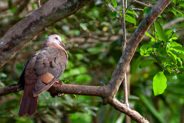 A rare pink pigeon (Nesoenas mayeri), a species of pigeon in the Columbidae family, endemic to Mauritius Island, perched on a branch.