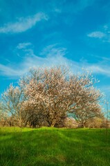 Obraz premium Peach trees in full bloom create a stunning landscape under a vibrant blue sky, with lush green grass.