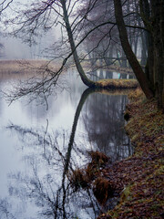 Misty landscapes. River and trees reflected in water.