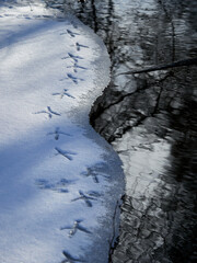 Great White Egret tracks in the snow along the river