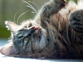 Portrait of a Norwegian forest cat on a light background.