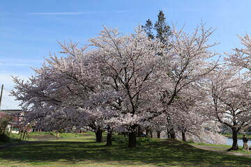 Obraz premium 日本の春の公園に咲くピンク色のソメイヨシノの桜