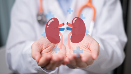 Doctor holding kidney disease health care medicals diagnosis organ donation transplant renal replacement therapy cancer dialysis concept