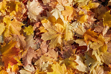Yellow Autumn background or texture. Bright maple leaves as backdrop and texture