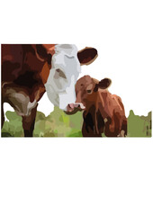 Cows (Bos taurus) are domesticated ungulates raised worldwide for their milk, meat, leather, and as draft animals. Originating from wild oxen known as aurochs, they have been integral to human societi