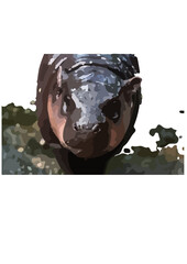  They have a barrel-shaped body with short legs, a short tail, and a large head. Their skin is thick and grayish to muddy brown, with a pinkish hue underneath.