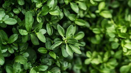 Obraz premium Lush green leaves create vibrant and healthy backdrop, showcasing beauty of nature. close up view highlights intricate details and textures of foliage, evoking sense of freshness and vitality