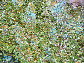Fallen leaves float on the surface of the water in a continuous carpet