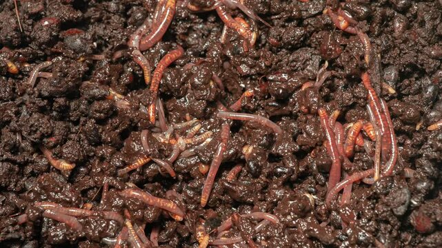 Many earthworms crawling in dirt.