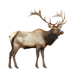 Noble Elk with Majestic Antlers Isolated on Transparent Background