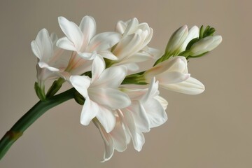 Fototapeta premium Delicate white flowers bloom gracefully against a soft background in a serene indoor setting