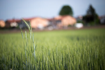 Paesaggio agricolo con campo di grano 